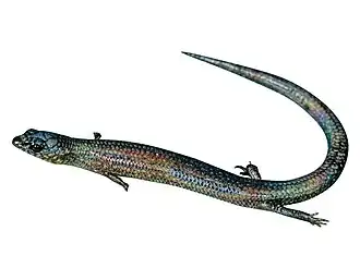 Description de l'image Madascincus nanus.jpg.