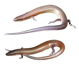 Description de l'image Madascincus polleni.jpg.