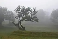 Photographie de grands arbres dans le brouillard, sur un tapis d'herbe courte. Un arbre au tronc contorsionné se détache au centre de l'image.