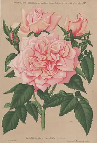 Image illustrative de l’article Mademoiselle Germaine Caillot