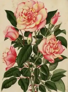 Image illustrative de l’article Mademoiselle Jeanne Guillaumez