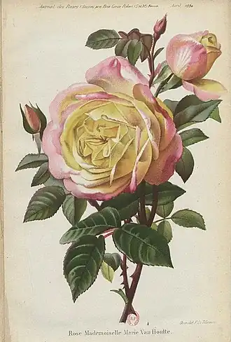 Image illustrative de l’article Mademoiselle Marie van Houtte