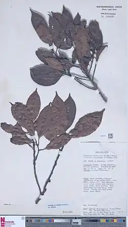 Feuilles et rameaux de la plante dans un herbier