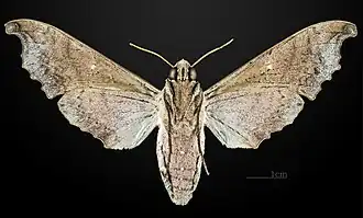 Revers de la femelle MHNT