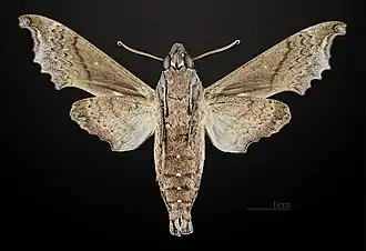 Revers du mâle MHNT