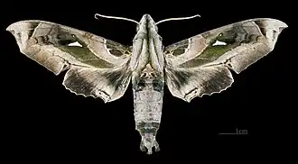 Avers du mâle (coll.MHNT)