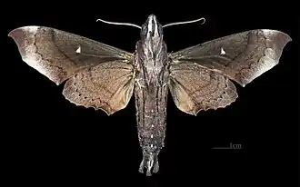 Revers du mâle(coll.MHNT)