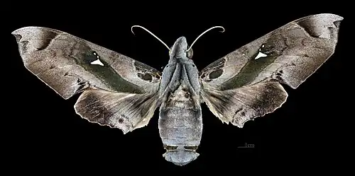 Avers de la femelle (coll.MHNT)