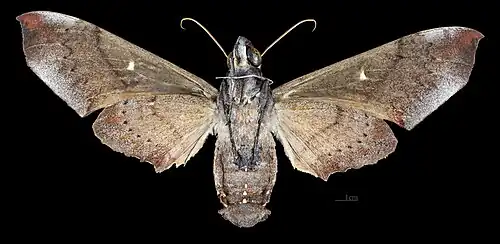 Revers de la femelle(coll.MHNT)