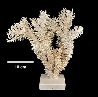 Description de l'image Madrepora carduus (YPM IZ 001999.CNB) 002.jpeg.