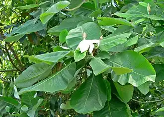 Magnolia dealbata, plante hôte probable de Papilio esperanza.