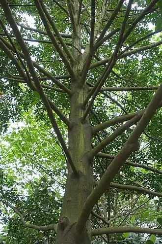 Description de cette image, également commentée ci-après