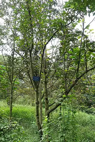 Description de l'image Magnolia floribunda (Michelia floribunda) - Chengdu Botanical Garden - Chengdu, China - DSC03325.JPG.