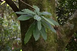 Description de l'image Magnolia hookeri in Eastwoodhill Arboretum (1).jpg.