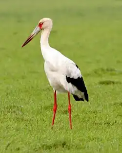 Cigogne maguari ou Ciconia maguari