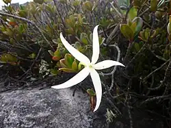 Maguireothamnus speciosus.