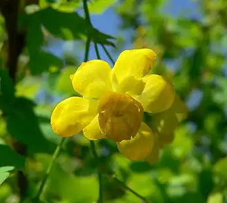 Description de l'image Mahonia fremontii 3.jpg.