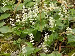 Maïanthème à deux feuilles.