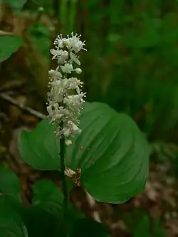 Maianthemum dilatatum