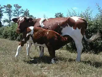 vache rouge et blanche et son veau au pâturage