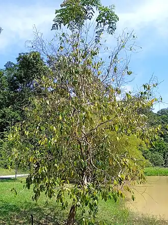 Description de l'image Maingaya malayana at Kepong Botanical Garden 20230625 111617.jpg.