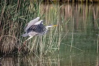 Taveiro, Ameal e Arzila