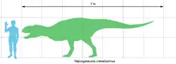 Majungasaurus, très proche parent d'Arcovenator, avait une taille identique à son cousin : un peu moins de 7&nbsp;mètres.