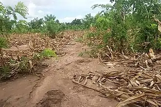 Dégâts de Freddy sur les cultures au Malawi.