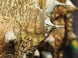 Œuf sur la plante hôte