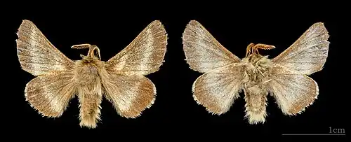 Male - les deux faces, Muséum de Toulouse