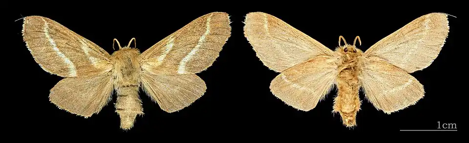Les deux faces de la femelle, Muséum de Toulouse