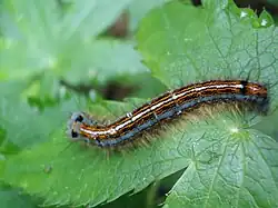 Les chenilles de Malacosoma neustria sont brunes à rayures bleues, orange et blanches.