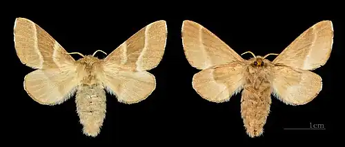 Les deux faces d'une femelle - Muséum de Toulouse