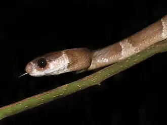 Description de l'image Malagasy Tree snake (Stenophis betsileanus), Vohimana reserve, Madagascar.jpg.