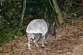 Tapir de Malaisie
