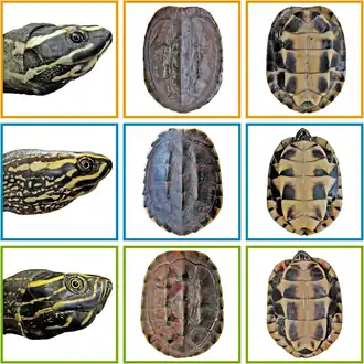 Description de l'image Malayemys khoratensis (orange), Malayemys macrocephala (blue), Malayemys subtrijuga (green).PNG.