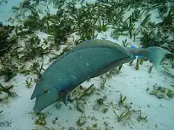 Un nason à éperons bleus (Naso unicornis)