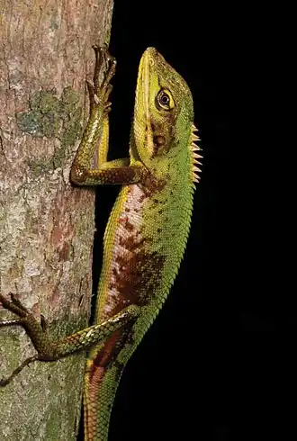 Description de l'image Male Bronchocela marmorata (KU 330106) from Mt. Cagua - ZooKeys-266-001-g043.jpg.