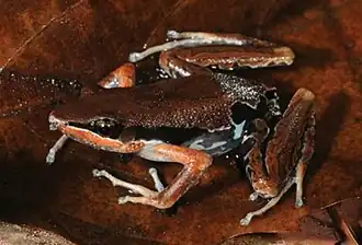 Description de l'image Male Cardioglossa gracilis.jpg.