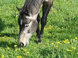 Le gris est rare et provient, sur ce cheval, de son père Anglo-arabe.