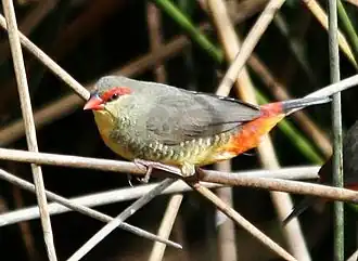 Description de cette image, également commentée ci-après