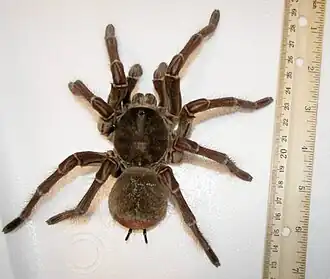 Theraphosa blondi