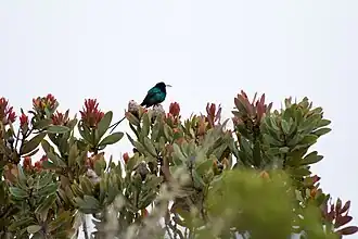 Souimanga malachite mâle.