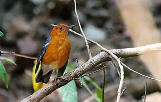 ..au sanctuaire de la vie sauvage de la Cauvery