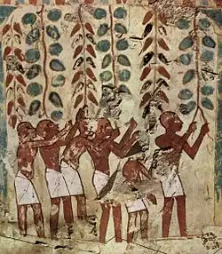 Vendange sur hautain