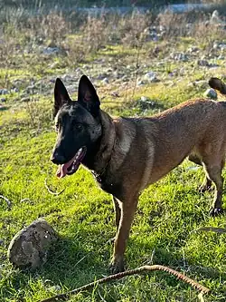Malinois charbonné en Algérie.