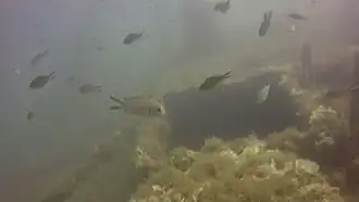 Des castagnoles devant une ouverture