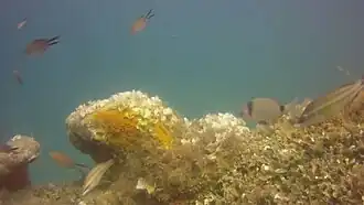 Castagnoles sars et girelles