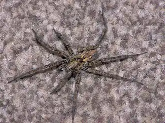 Description de l'image Malthonica ferruginea, bonte trechterspin.jpg.