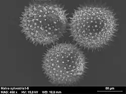 Pollen (grossisement x 400)